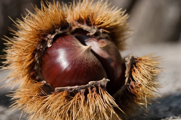 One Open Chestnut Hedgehog Two Seeds Fell Ground — Stock Photo, Image