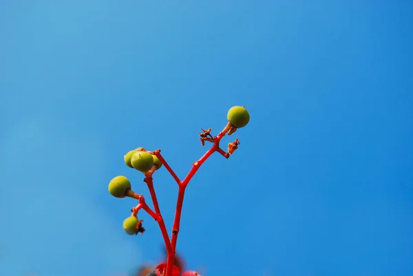 青空にニワトコの未熟種子 — ストック写真