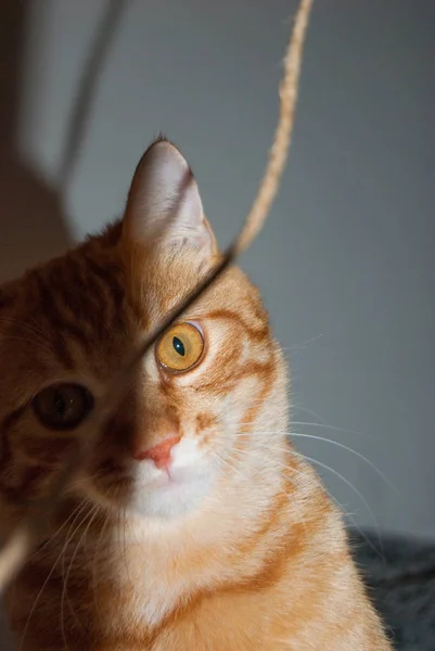 Gato Vermelho Doméstico Meio Iluminado Com Uma Corda Frente — Fotografia de Stock