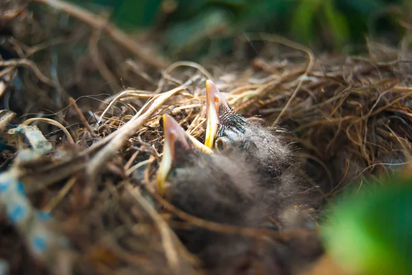Newborn Birds Waiting Food Brought Mum — Stock Photo, Image