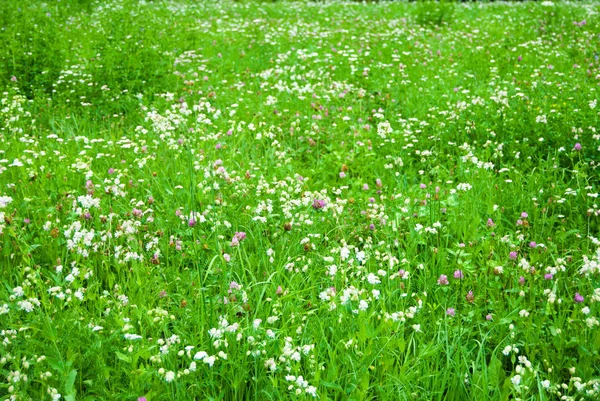 Багато Травин Різнокольоровими Квітами Світлий Прохолодний День Вітру — стокове фото