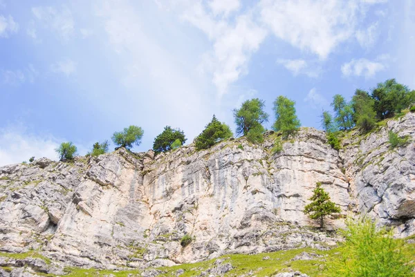 Bomen Dicht Bij Hoge Roos Rotsachtige Rand — Stockfoto