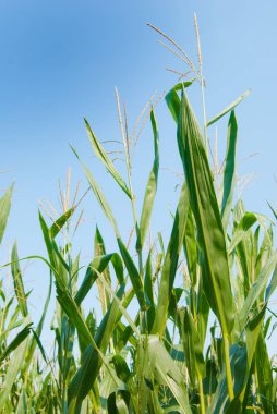 Erkek bölümü üst kısmında Zea mays ekimi