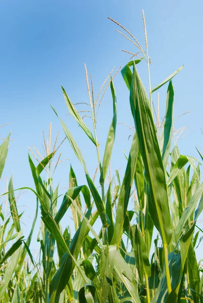 Erkek bölümü üst kısmında Zea mays ekimi