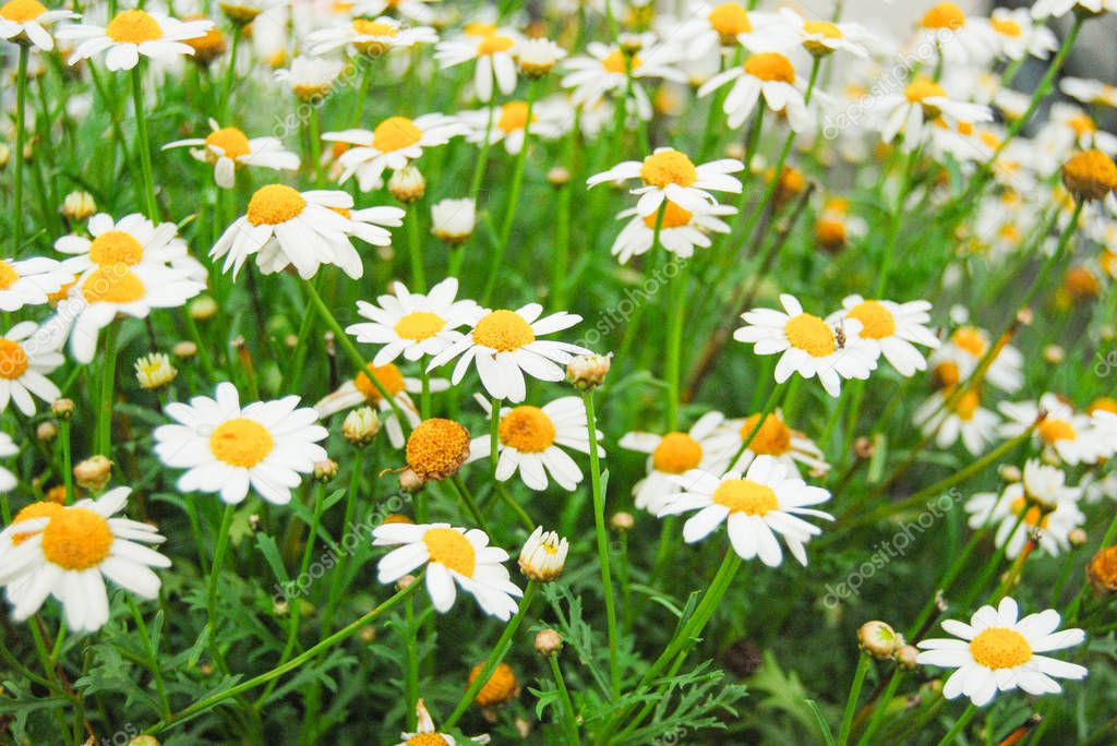 A lot of white and yellow daisies on a sunny summer day