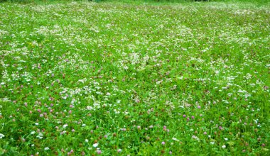 Çim bir hafif ve serin rüzgar gününde renkli çiçeklerle birçok bıçaklar
