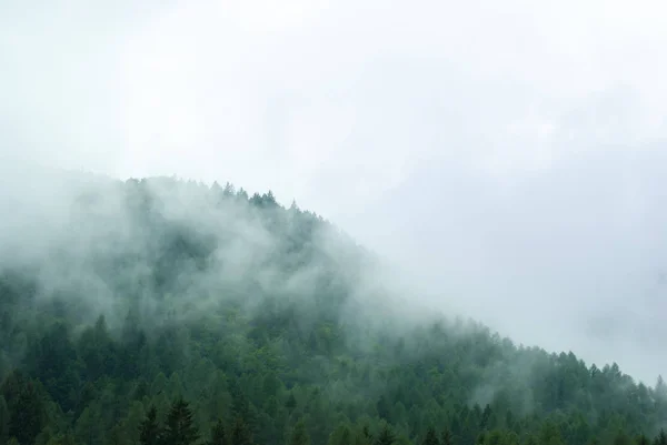 Nuvens Floresta Após Chuva Dia Úmido — Fotografia de Stock