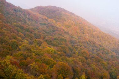 Yukarıda da görüleceği sonbaharın renkli yaprakları ile birçok ağaç