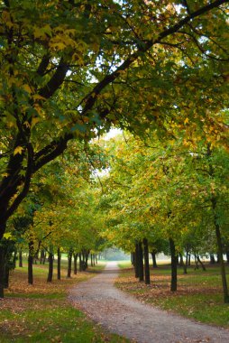 Sarı ve yeşil yaprakları ve bir toprak yol açın, ağaçlar