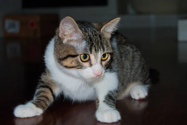 Vordergrund Eine Weiß Gestreifte Junge Katze Beim Spielen — Stockfoto