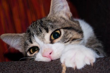 Ön planda bir iş parçacığında bir kanepe ile oynarken bir beyaz ve şeritli genç kedi