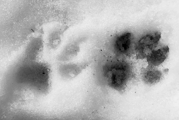 Footsteps Half Sized Dog Snow Stock Photo