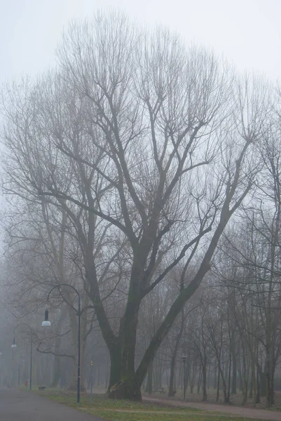 Árbol Alto Sin Hojas Durante Día Niebla — Foto de Stock
