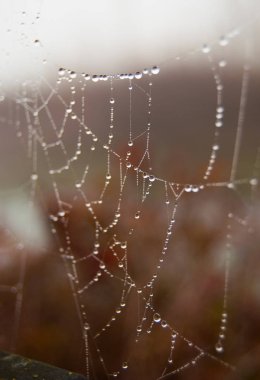 Birçok küçük damla kısmen tahrip örümcek ağı üzerinde asılı