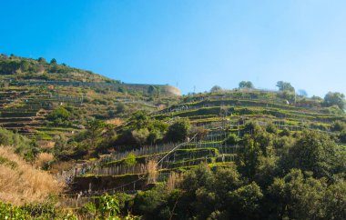 Dar adımları tipik sebze bahçeleri çözümleri İtalya denizde yanındaki tepelerde