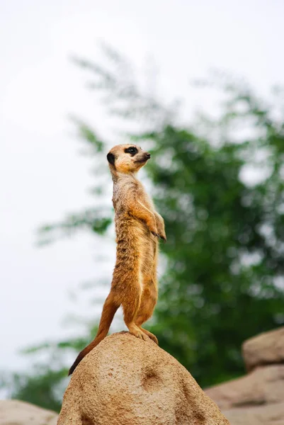 One suricate straight on a rock while observing very carefully