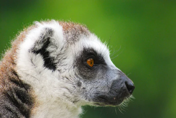 Jeden Lemur Divokých Přírodních Stanovišť — Stock fotografie