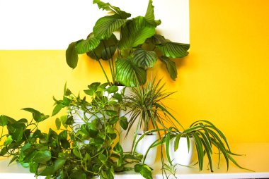 Geometrik sarı ve beyaz arka plan üzerinde dört bitkiler