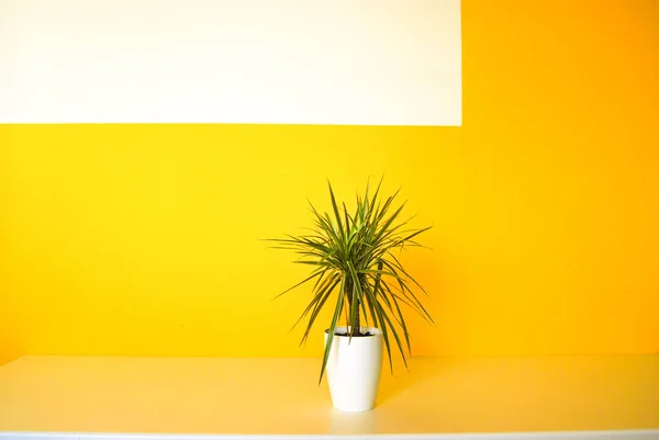 Planta única sobre fondo geométrico amarillo y blanco — Foto de Stock