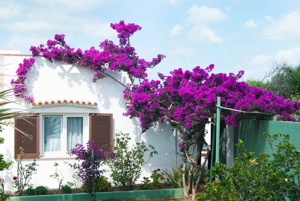 Bella bouganvillea e casa bianca — Foto Stock