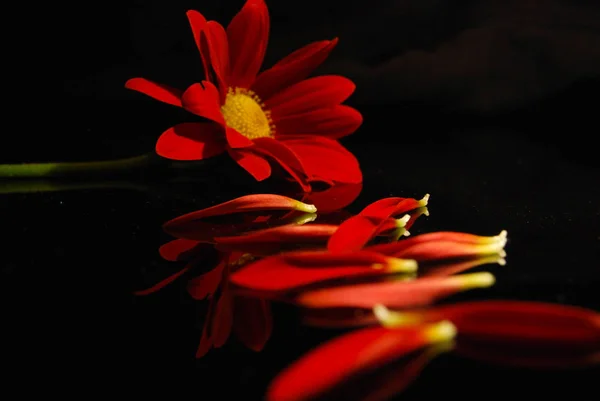 Primo piano di una margherita rossa con petali davanti su un backgrou nero — Foto Stock