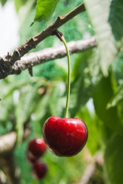 Tek olgun ve kırmızı kiraz closeup