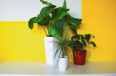 Geometrik sarı ve beyaz arka plan üzerinde üç bitki