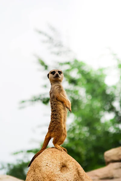 Single meerkat watchful and erected on a stone