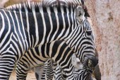 Картина, постер, плакат, фотообои "close-up of zebras while eating", артикул 251881783