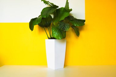 Geometrik sarı ve beyaz arka plan üzerinde tek bitki