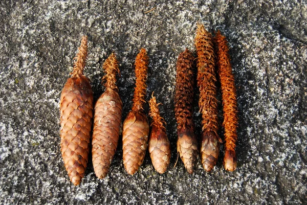 Closeup of seven pine cones eaten by squirrels — Stock Photo, Image