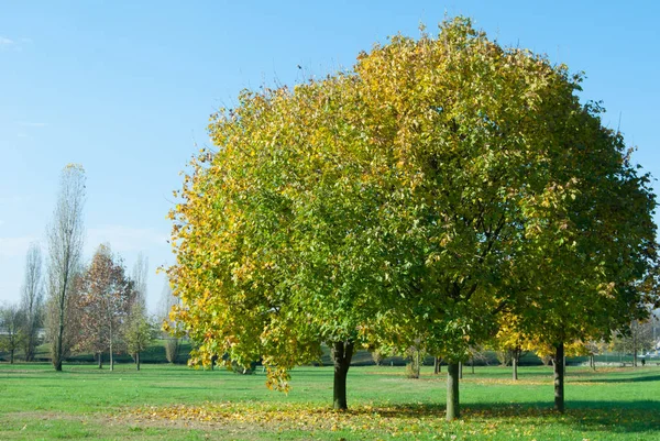 Träd under höst tid i en solig dag — Stockfoto