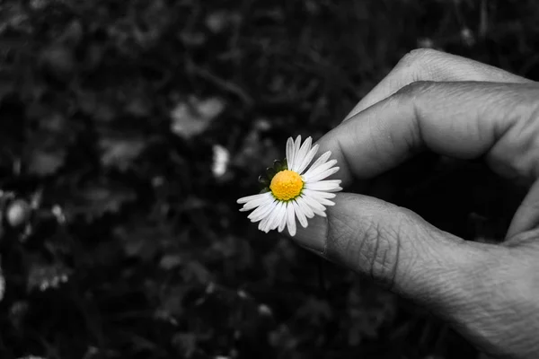 Daisy without some petals with black and white background