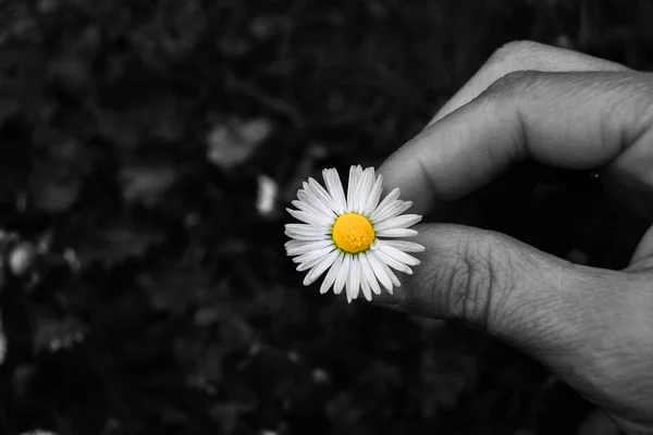 Natural white and yellow daisy in a hand and black and white bac — Stock Photo, Image