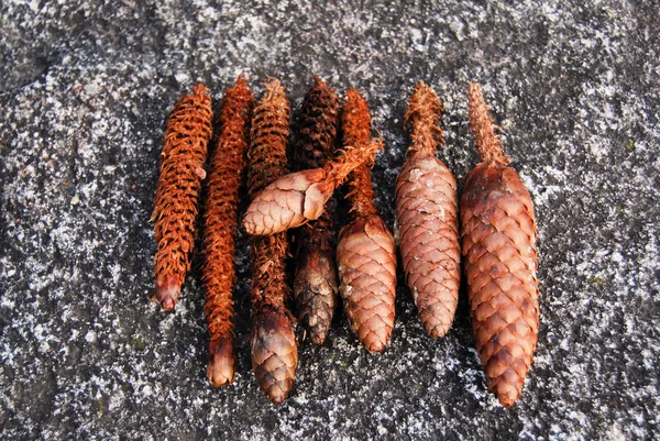 Close up of a group of pine cones eaten by squirrels — Stock Photo, Image
