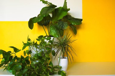 Geometrik sarı ve beyaz arka plan üzerinde üç bitki