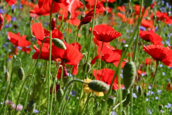 Campo lleno de amapolas rojas — Foto de Stock