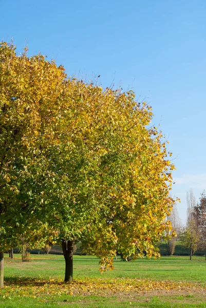 Beautiful trees during autumn time in a sunny day — Stock Photo, Image