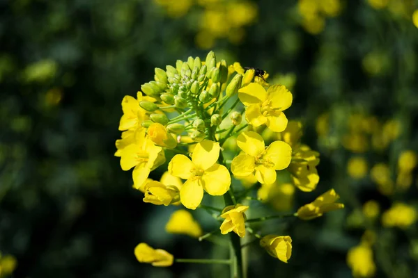 Jedna žlutá květina — Stock fotografie
