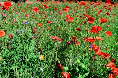 Kırmızı haşhaş ile büyük çiçekli alan