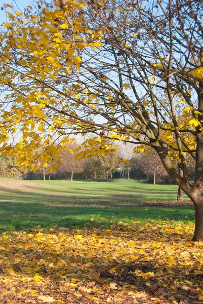 Arce aislado con muchas hojas en el suelo en el otoño — Foto de Stock