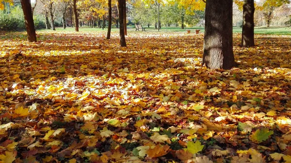 Suelo lleno de hojas de otoño — Foto de Stock