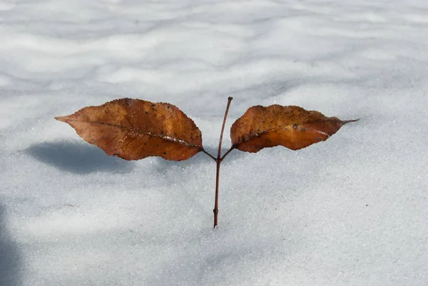 Cienka gałąź włożona w śnieg z parą liści — Zdjęcie stockowe