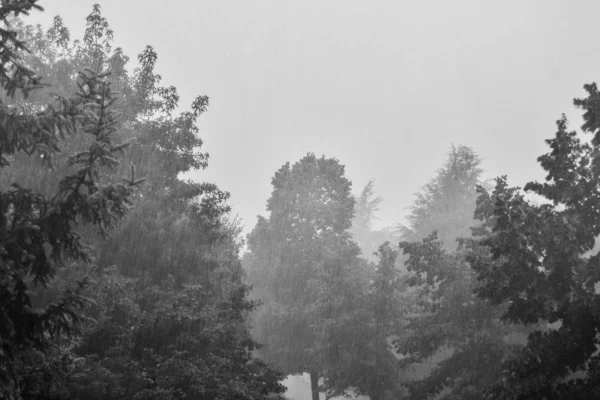 Siyah beyaz sağanak yağmur yağıyor.