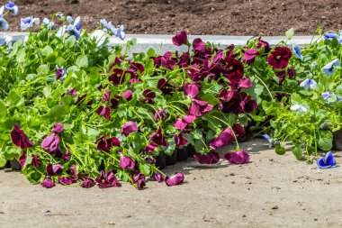 Mavi ve bordo menekşe çiçekleri güzel fide bir palet içinde