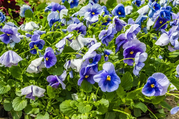 Mavi Bordo Menekşe Çiçekleri Güzel Fide Bir Palet Içinde — Stok fotoğraf