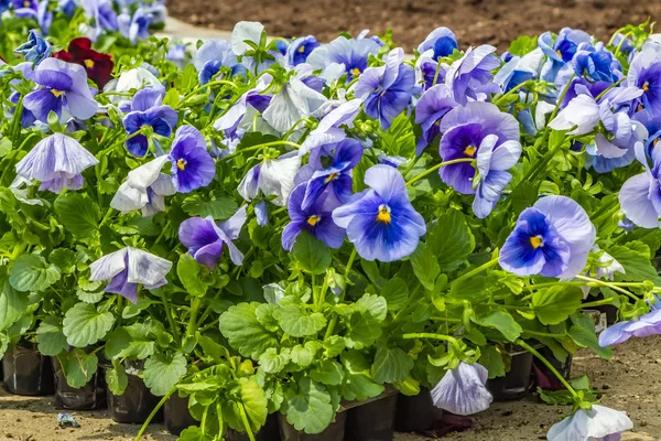 Mavi Bordo Menekşe Çiçekleri Güzel Fide Bir Palet Içinde — Stok fotoğraf
