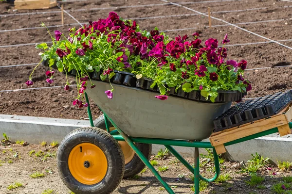 A work on planting seedlings of colorful flowers violet on the flowerbed and trolley in a park in spring we see in the photo