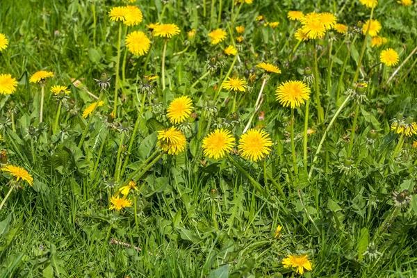 Bir grup sarı karahindiba yeşil arka planda yetişiyor. Resimde gördüğümüz parkta yapraklar ve çimenler.