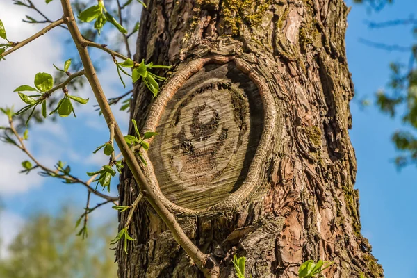 Una Bella Trama Orizzontale Corteccia Grigia Vecchio Albero Con Nodi — Foto Stock